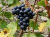 wine grapes: still life photo during vintage