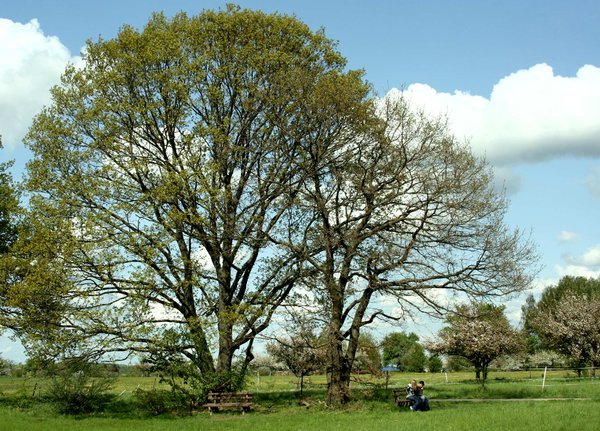 oak tree in spring: an old oak tree in spring
