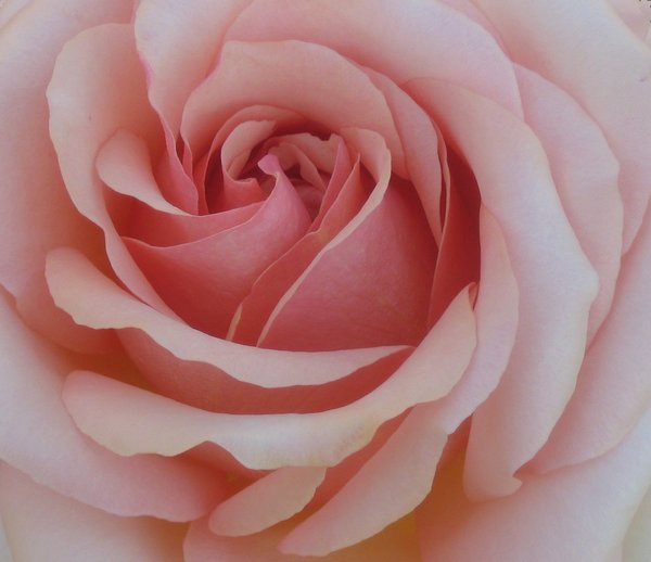 pink rose: No description