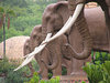 Elephant Statues: Elephant Statues at the valley of the waves at Sun City South Africa