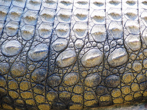 Crocodile Skin Au Naturel 2: Crocodile Skin the way it's meant to be. On a crocodile.