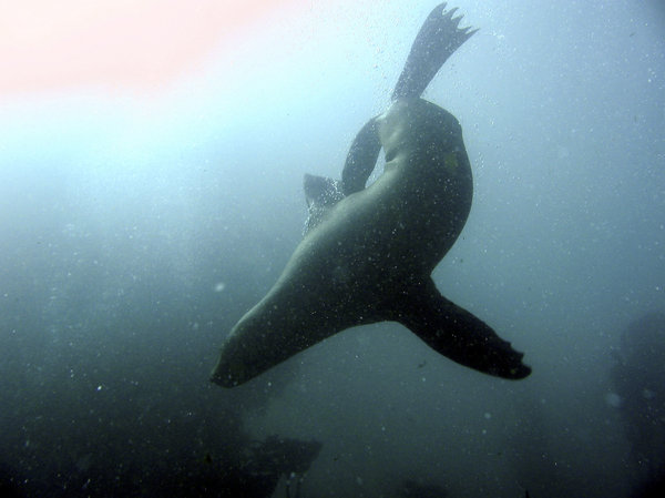 Seal 1: A seal. Swimming