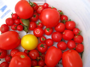 tomato bucket (4): various ripe tomatoes collected in a bucket