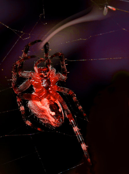 Spider demon: Red colored spider, reaching for a fly