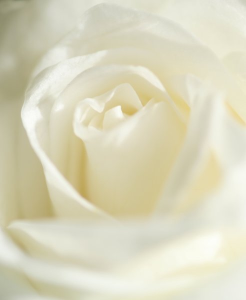White rose: For the romantic people among us a single soft shot of a white rose.