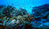 Big blue - diving 2: Under water landscape