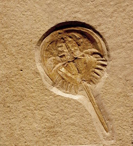 Fossil horseshoe crab: Fossils are the preserved remains or traces of animals, plants, and other organisms from the remote past. The totality of fossils, both discovered and undiscovered, and their placement in fossiliferous (fossil-containing) rock formations and sedimentary