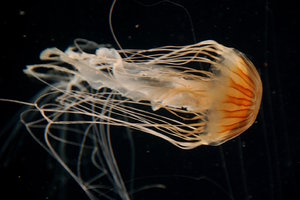 Medusa: Jellyfish also jellies or sea jellies are free-swimming members of the phylum Cnidaria. Jellyfish have several different morphologies that represent several different cnidarian classes including the Scyphozoa (over 200 species), Staurozoa (about 50 specie