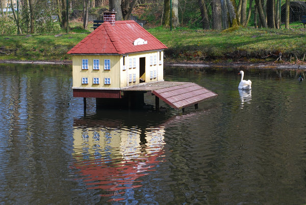 Swan and his house 1: Sawan guarding the house on the pond in the city park