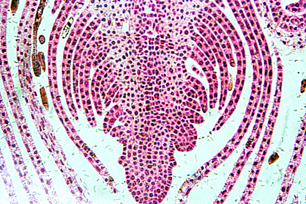 Growing tip of the shoot - mic: The apical meristem, or growing tip, is a completely undifferentiated meristematic tissue found in the buds and growing tips of roots in plants. 500 x magnification