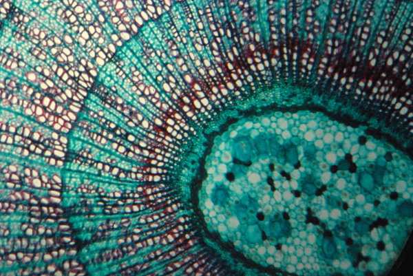 Lime tree - microscopic view 1: Cross-section view of linden's stalk; magnification 100, 500, 1000 x