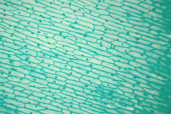 Garlic - microscopic view leaf: Allium sativum, commonly known as garlic, is a species in the onion family Alliaceae. 100, 500, 1000 x magnification