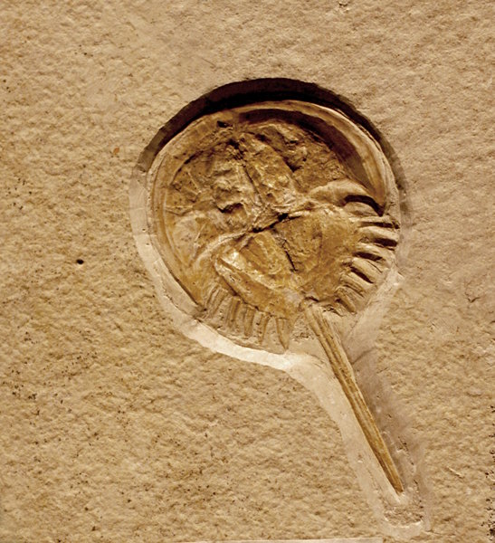 Fossil horseshoe crab: Fossils are the preserved remains or traces of animals, plants, and other organisms from the remote past. The totality of fossils, both discovered and undiscovered, and their placement in fossiliferous (fossil-containing) rock formations and sedimentary