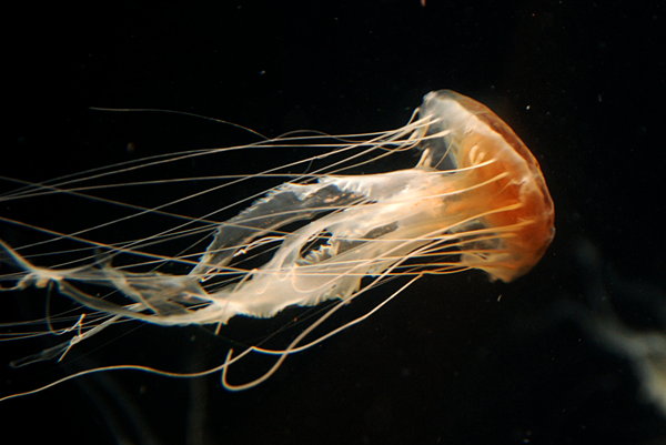 Jellyfish: Jellyfish are free-swimming members of the phylum Cnidaria. Jellyfish have several different morphologies that represent several different cnidarian classes including the Scyphozoa (over 200 species), Staurozoa (about 50 species), Cubozoa (about 20 specie