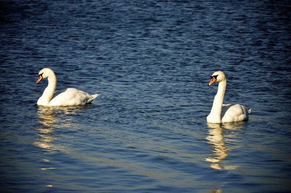 Two Swans: Two Swans