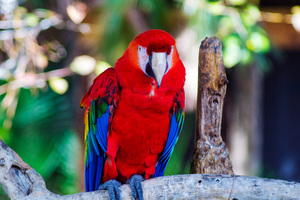 Scarlet Macaw: 