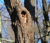tiny owl: screech owl in tree hole, shot at norman bird sanctuary in middletown ri