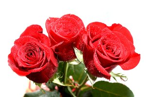 roses: red roses