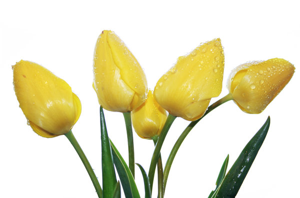 yellow tulips 2: yellow tulips