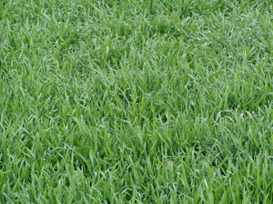 green grass: green grass