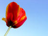 tulip: dutch tulip