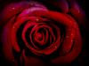 rose: plastic rose
