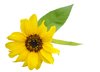 sunflower: small sunflower