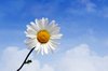 Flower: Daisy with blurred clouds