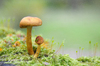 mushroom: mushrooms deep in the forest