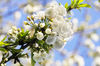 blossom: white blossoms in spring