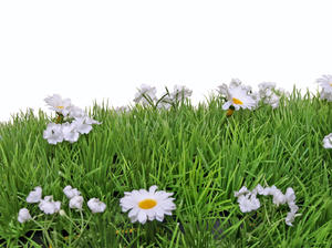 flowers: daisies on a white background