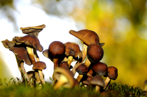 mushroom: Autumn mushroom deep in the Forrest
