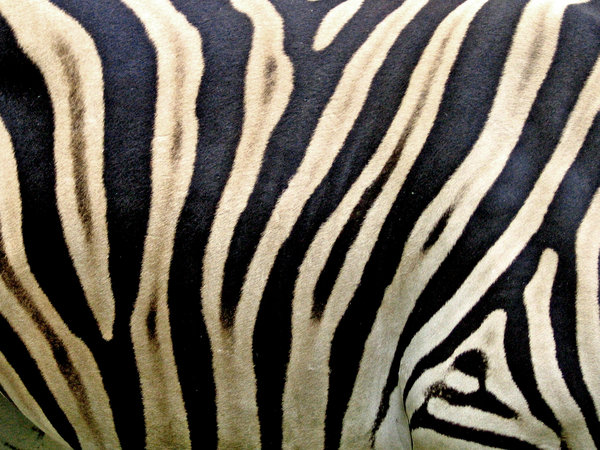 zebra: details of a zebra in the zoo of Rheine, germany