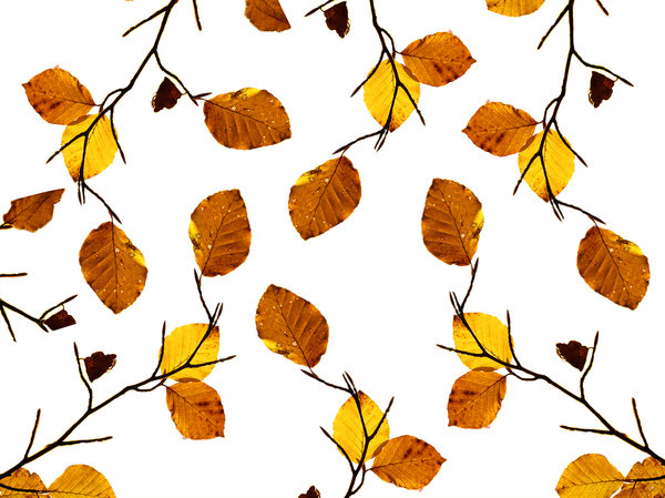 leaves: autumn leaves collage.