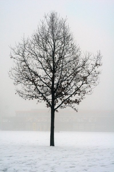 winter: misty winter tree