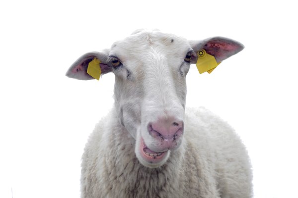 sheep: sheep portrait