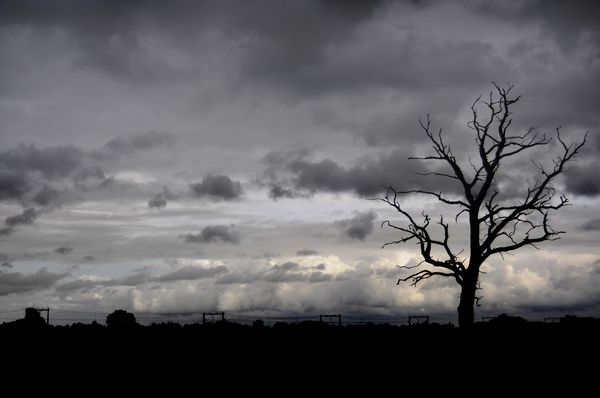 Dead tree: Spooky dead tree in winter landscape