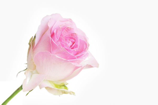 rose: pink rose