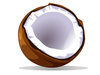 coconut vector: vector of a coconut