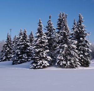 snow covered trees 2: No description