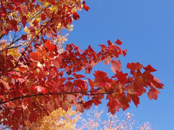 Fall leaves: No description