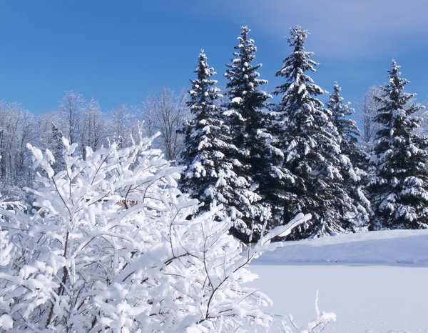 snow covered trees: No description