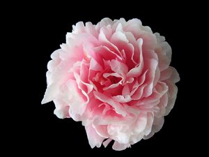 ~ Camellia or peony: single camellia or peony, pure and simple