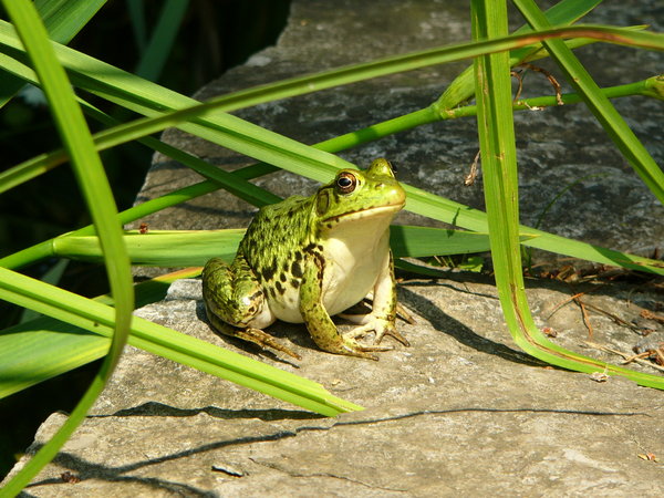 Large Green Frog | Free stock photos - Rgbstock - Free stock images |  jldrew | September - 07 - 2010 (65)