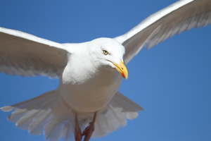 Herring Gull: Herring gull in flight