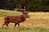 Stag: Stag in maiting season.