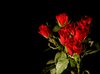 A bouquet of red roses: A bouquet of red roses on a black background