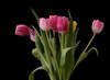 Tulips: Tulips isolated with dark background