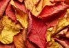 Hojas de otoño - Textura: 