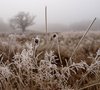Frost and mist: No description